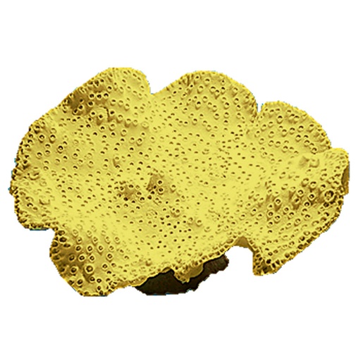 [NI-28A] Nature's Image Turbinaria Peltata Replica Coral Yellow 13x12x7.5"