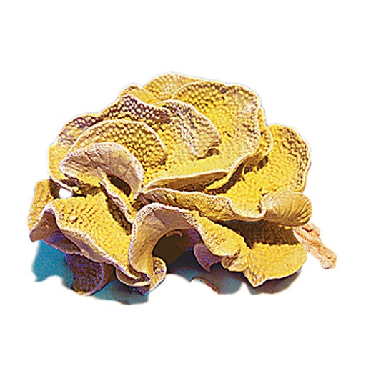 [NI-34A] Nature's Image Turbinaria Mesenterina Turbinaria Replica Coral Yellow 9x8x5.5"