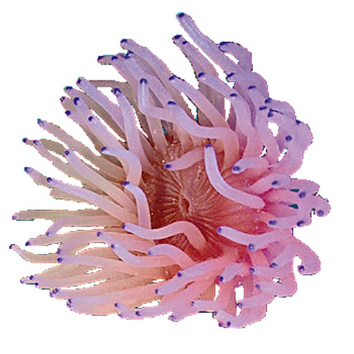 [NI-39A] Nature's Image Ni-39A Radianthys Pink 5.5x5x3 Inch. Anemone Replica Coral