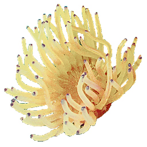 [NI-39B] Nature's Image Ni-39B Radianthys Yellow 5.5x5x3 Inch. Anemone Replica Coral