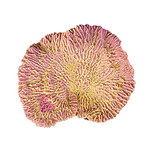 [NI-52B] Nature's Image Ni-52B Merulina Ampliata Pink 7x6x4 Inch. Replica Coral