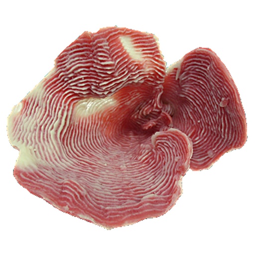 [NI-55C] Nature's Image Ni-55C Pachyseris Speciosa Pink 5x5x4 Inch. Rugosa Replica Coral