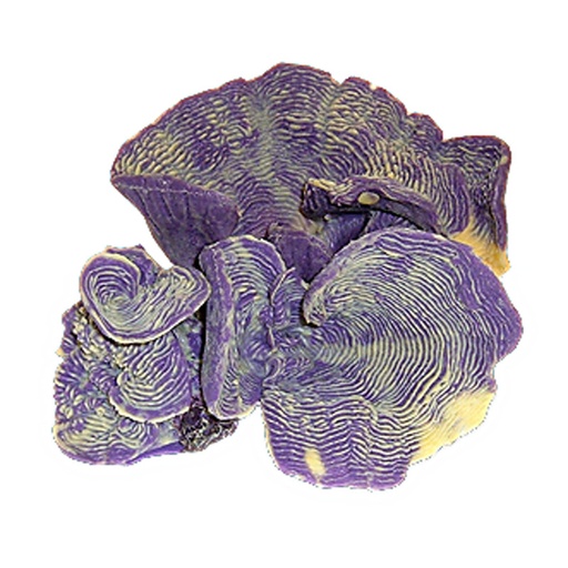 [NI-56A] Nature's Image Ni-56A Pachyseris Speciosa Violet 10x9x5 Inch. Rugosa Replica Coral