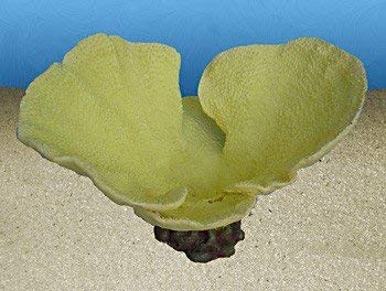 [NI-74A] Nature's Image Turbinaria Bowl Replica Coral Yellow 17.5x13x12"