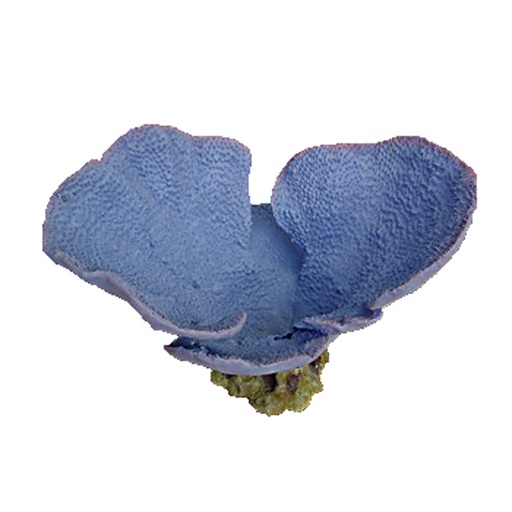 [NI-74B] Nature's Image Turbinaria Mesenterina Blue Bowl Replica Coral 17.5x13x12"