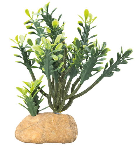 [HO36999] Hobby Euphorbia 15x7x17cm