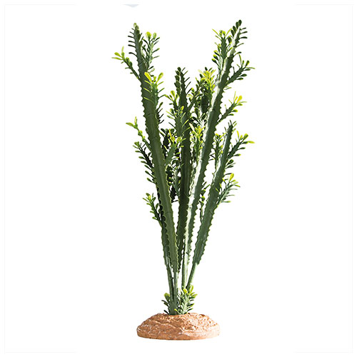 [HO37000] Hobby Euphorbia 25x10x49cm