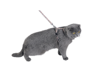 [BOHCKILT_13_010] Bobby Kilt Cat Harness & Lead Beige XS