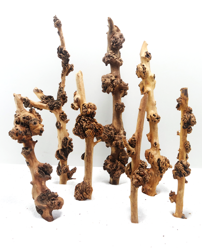 [MJDR08-27S] Sv Aquarium Deco Sava Wood - Small - 20-30cm - Box