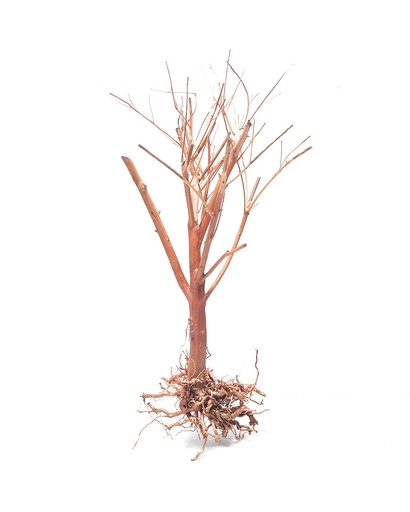 [MJDR08-46M] Sv Aquarium Deco Photinia Wood - Medium - 25-30cm - Box