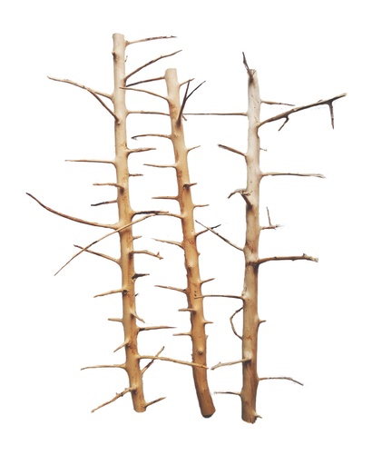 [MJDR08-28S] Sv Aquarium Deco Long Hands Wood - Small - 20-30cm - Box