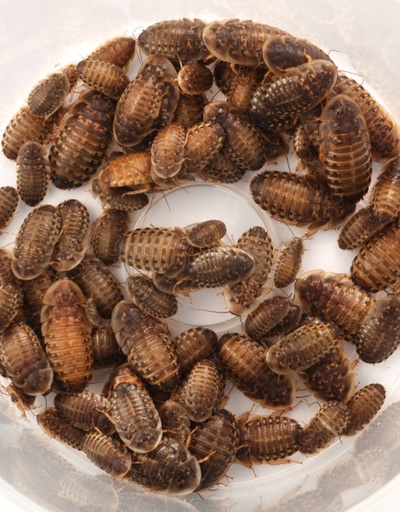 [SVFNRME] Feeder Dubia Roaches Medium 20's Pack